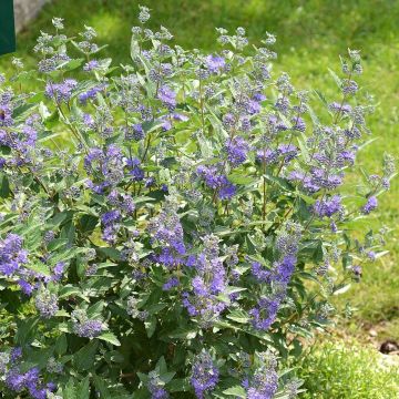 Caryopteris clandonensis Blue Balloon - Blauwe spirea