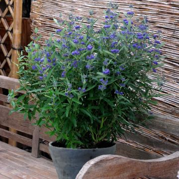 Caryopteris clandonensis Thetis - Blauwe spirea
