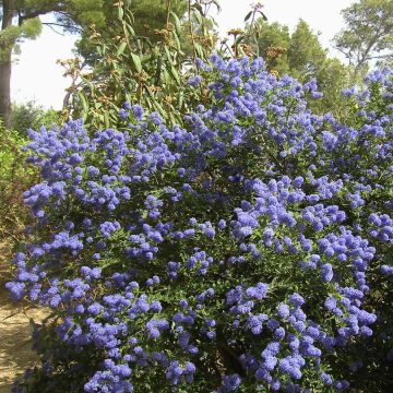Ceanothus thyrsiflorus Repens - Amerikaanse sering