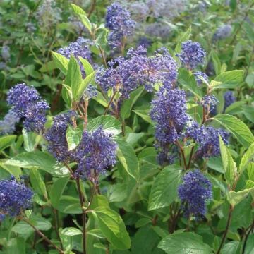 Ceanothus delilianus Henri Desfossé - Amerikaanse sering