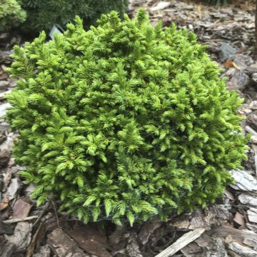Cryptomeria japonica Green Pearl - Japanse cipres