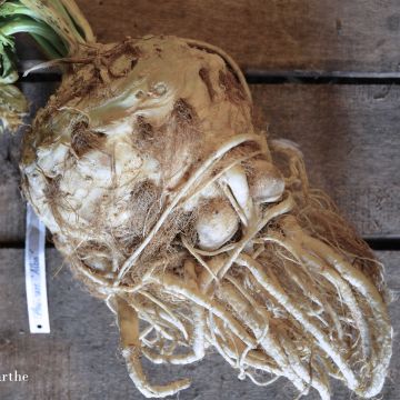 Knolselderij Alba BIO - Ferme de Sainte Marthe