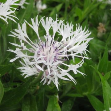 Centaurea montana Alba - Bergkorenbloem wit