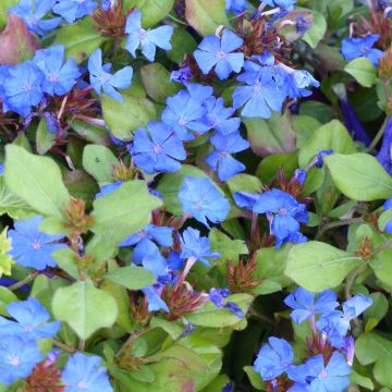 Ceratostigma plumbaginoides - Loodkruid