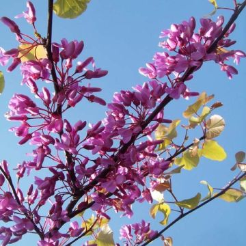 Cercis siliquastrum - Judasboom