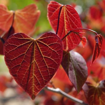 Cercis canadensis Red Force - Amerikaanse Judasboom