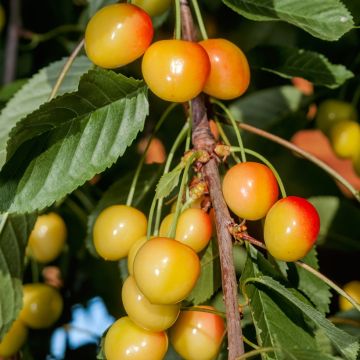 Zoete kers Bladoróżowa