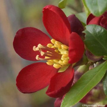 Chaenomeles speciosa Hot Fire Minvesu - Dwergkwee