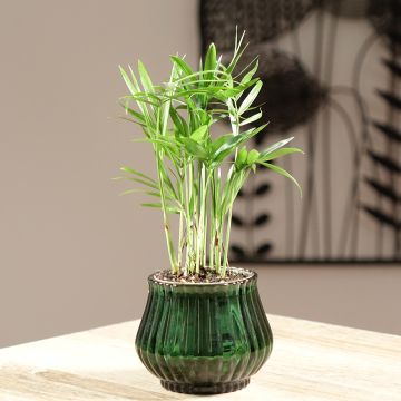 Chamaedorea elegans - Bergpalm