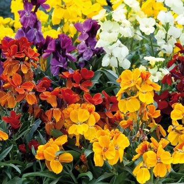 Erysimum cheiri Charity Mix – Muurbloem