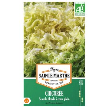 Andijvie Blonde à Coeur Plein (Gele Volhart) BIO - Ferme de Sainte Marthe