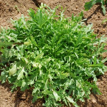 Krulandijvie Fijne van Louviers BIO - Ferme de Sainte Marthe