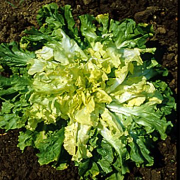 Andijvie Géante Maraîchère ras Margot NT - Ferme de Sainte Marthe