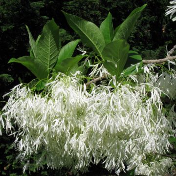 Chionanthus virginicus - Sneeuwvlokkenboom