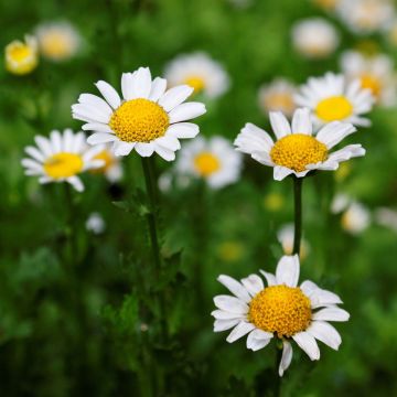 Leucanthemum superbum Gruppenstolz - Margriet