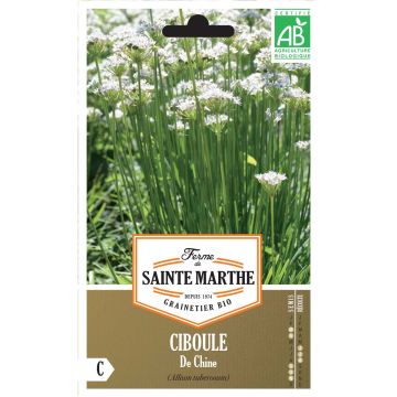 Chineese bieslook BIO Ferme de Ste Marthe - Allium tuberosum