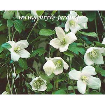 Clematis cirrhosa Beni Snassen - Groenblijvende bosrank