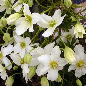 Clematis Avalanche Blavaal - Bosrank