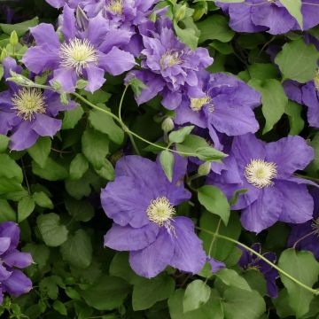 Clematis Chevalier - Grootbloemige clematis