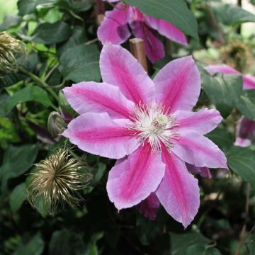 Clematis patens Docteur Ruppel - Bosrank