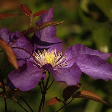 Clematis Gipsy Queen - Grootbloemige clematis