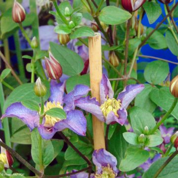 Clematis patens Exciting - Bosrank