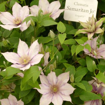 Clematis patens Samaritan - Bosrank