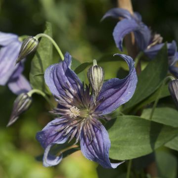 Clematis diversifolia Saphyra Indigo - Kleinbloemige clematis