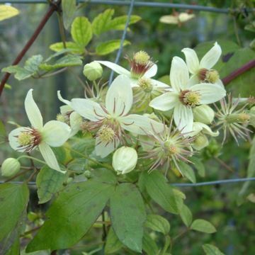 Clematis tangutica Grace - Gouden bosrank