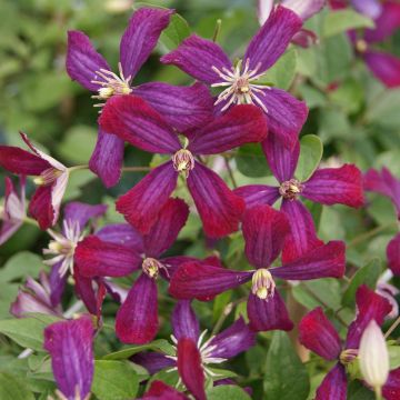 Clematis flammula Sweet Summer Love - Kleinbloemige clematis