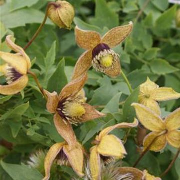 Clematis tangutica Tibetan Mix - Gouden bosrank