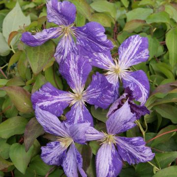 Clematis jackmanii Tie Dye - Bosrank