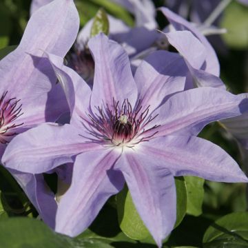 Clematis patens Blue Ravine - Bosrank
