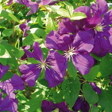 Clematis Etoile violette - Italiaanse clematis