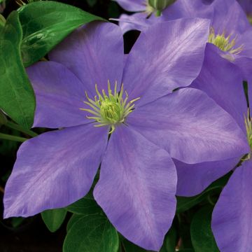 Clematis patens Fuji Musume - Bosrank