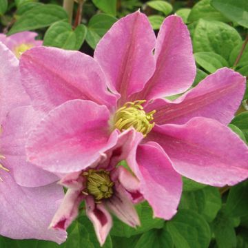 Clematis patens Hanagurama - - Bosrank