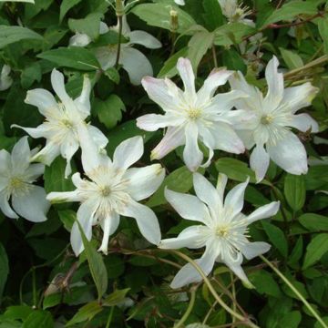 Clematis montana Jacqui - Bergbosrank