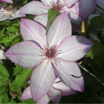 Clematis patens Omoshiro - Bosrank