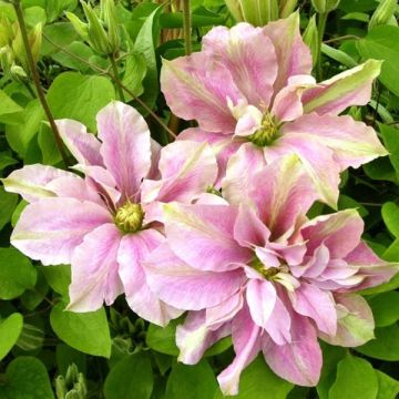 Clematis Prinsesse Alexandra - Grootbloemige clematis