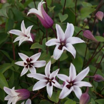 Clematis texensis Princess Kate - Bosrank