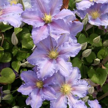 Clematis patens Spotlight - Bosrank