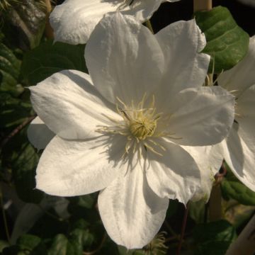 Clematis patens The Bride - Bosrank