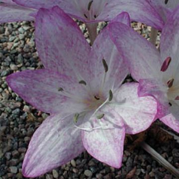 Colchicum macrophyllum - Herfsttijloos