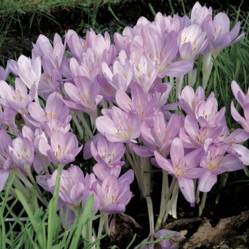 Colchicum cilicicum - Herfsttijloos