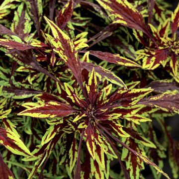Coleus FlameThrower Chipotle - Siernetel