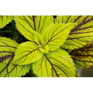 Coleus Copinto Caipirinha - Siernetel