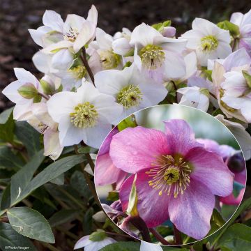 # Collectie 2 Hybride Helleborus