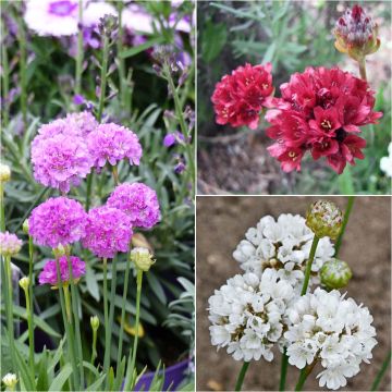 Collectie 3 Armeria pseudarmeria 'Ballerina'