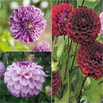 Collectie 3 bal-dahlia's, frisse tinten