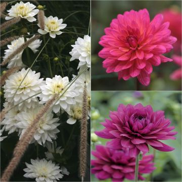 Collectie 3 dahlia's voor boeketten in warme tinten